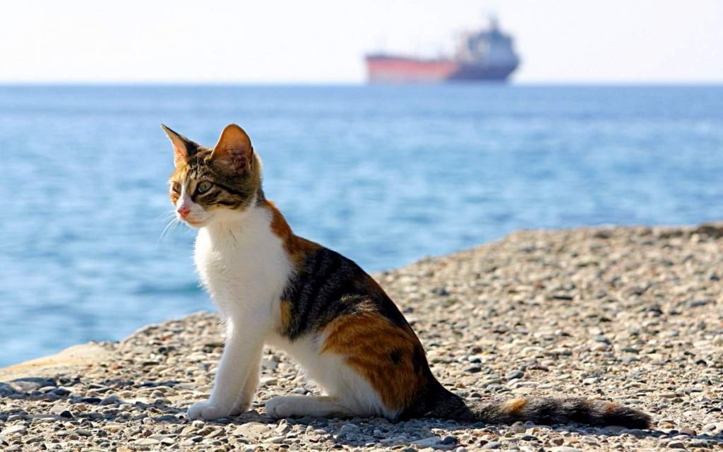 Кошки быстро разпространились по всему миру через морские путешествия.