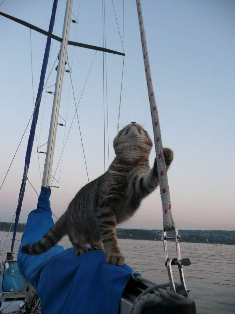 Кошка на судне помогает предвидеть погоду.