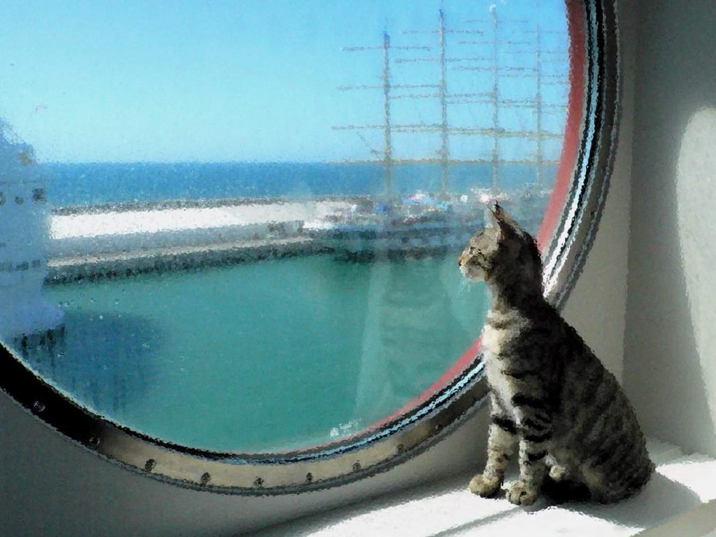 Мореплаватели-финикийцы брали кошек с собой в путешествия.
