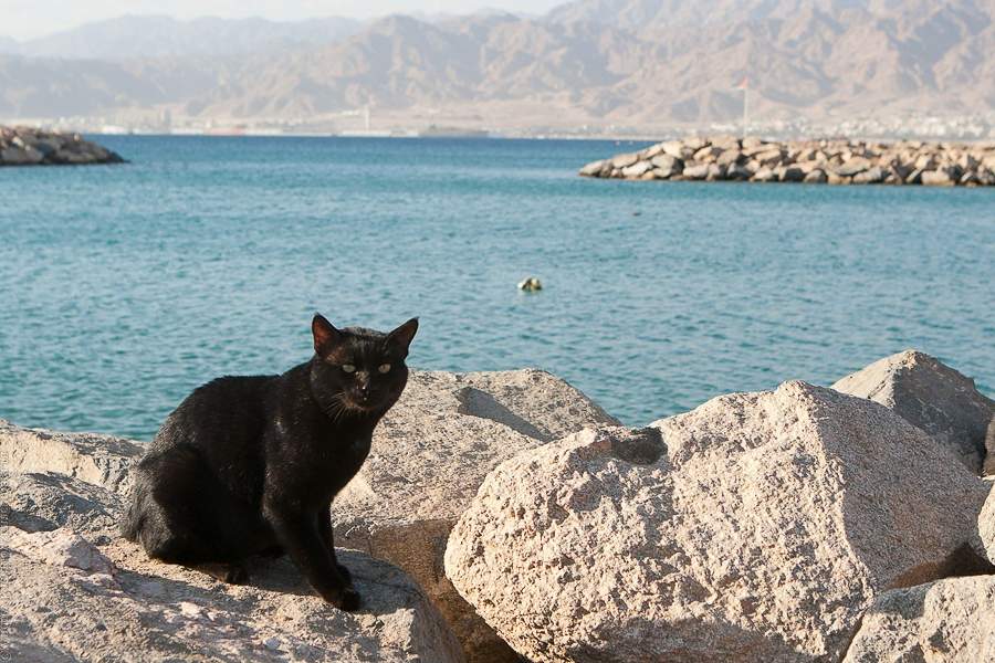 Моряки особенно любят черных кошек.