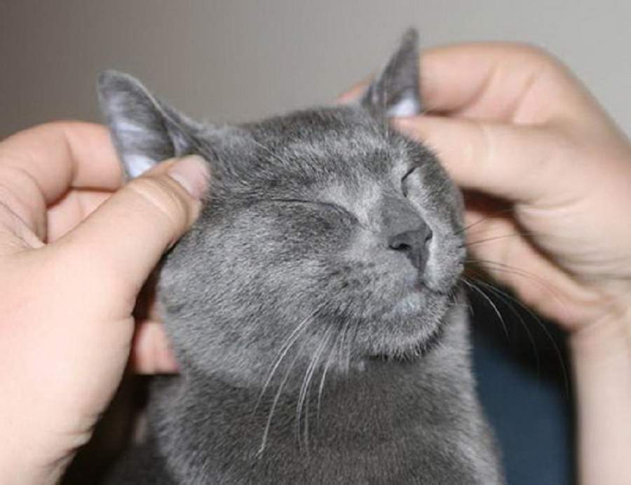 Сделать профессиональный массаж для кошки способен увы, не каждый ветеринар.