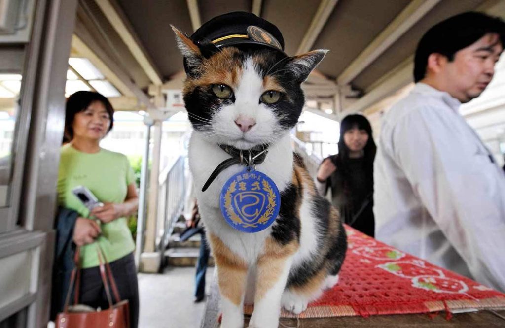 Кошка Тама является станционным смотрителем и исполнительным директором станции Киси.