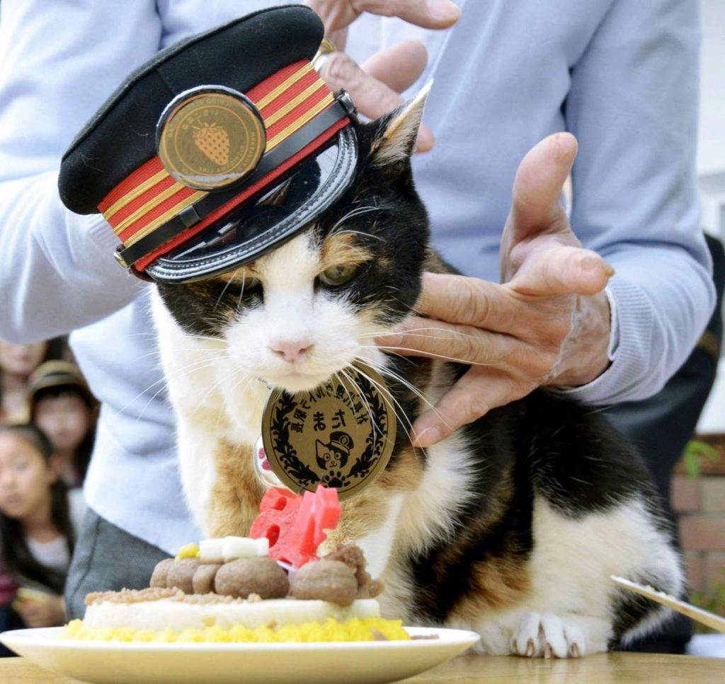 Кошка стала главной местной знаменитостью.