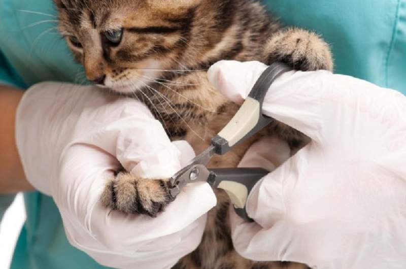 Некоторые страны считают процедуру обрезания когтей кошке негуманной.