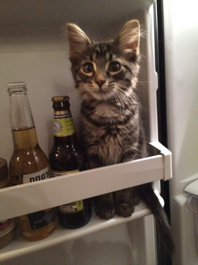 Даже в холодильнике найдется место для такого милого малыша.