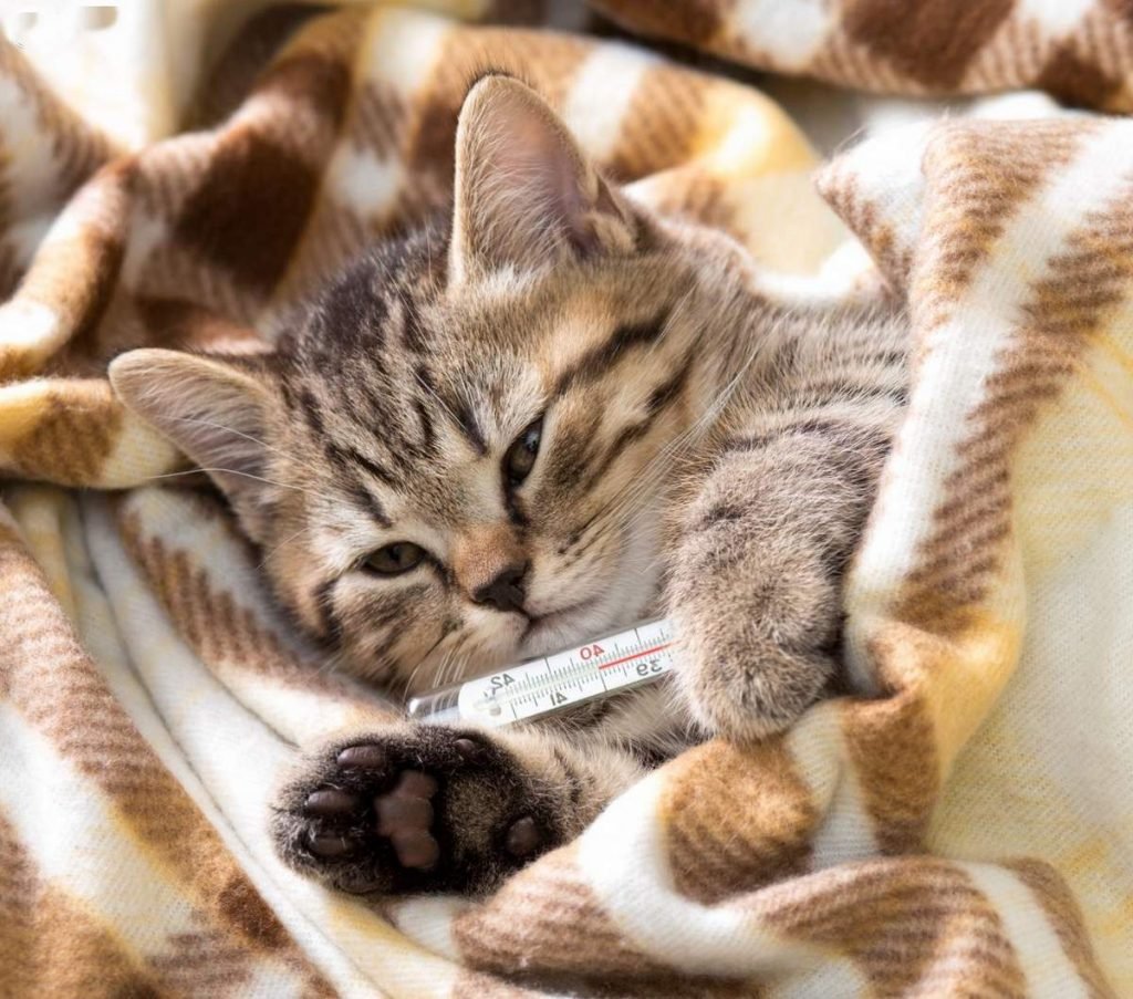 Нежный кошачий носик, природный фильтр и канал восприятия, подвержен такому неприятному заболеванию, как насморк.