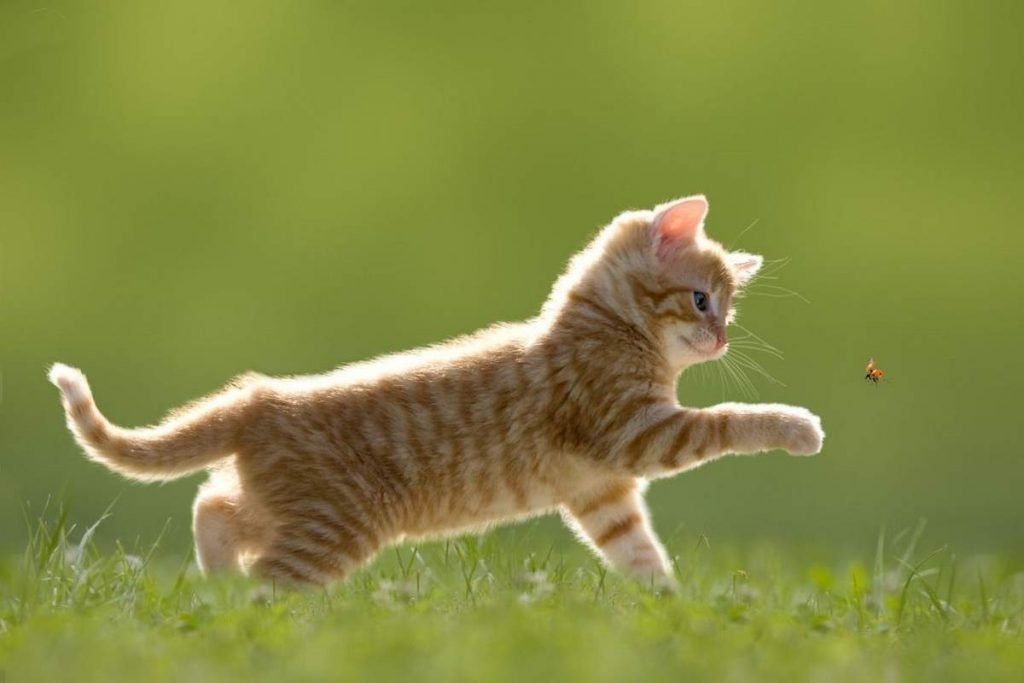 Кошки по праву считаются самыми игривыми домашними животными.