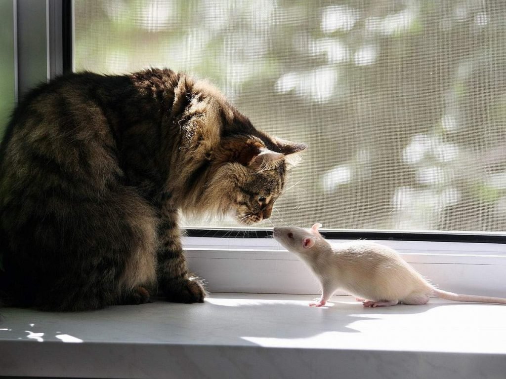 Кот и мышь могут быть друзьями!