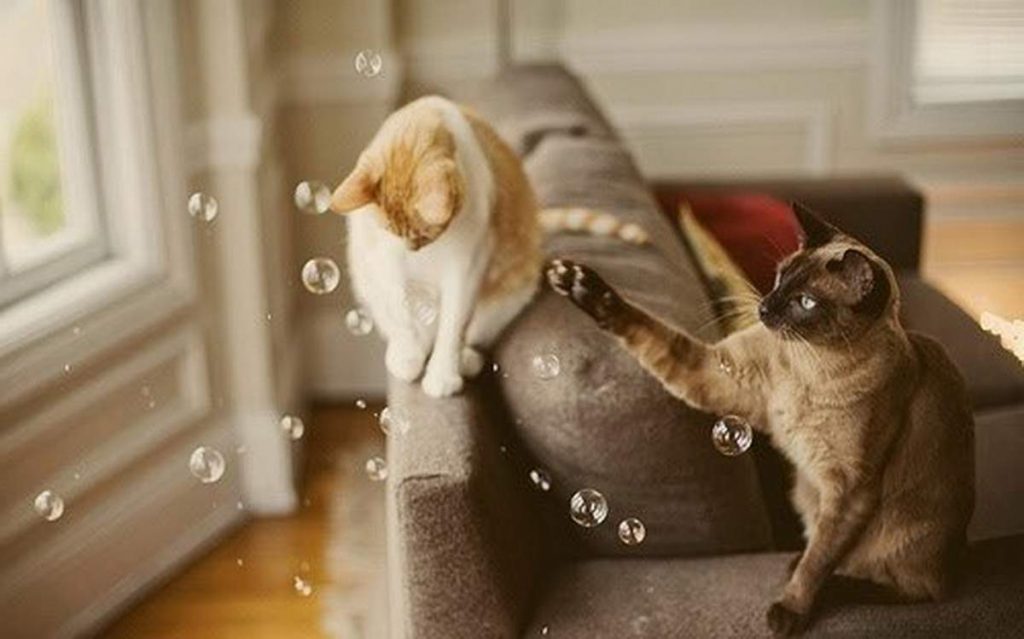 Кошки и мыльные пузыри.