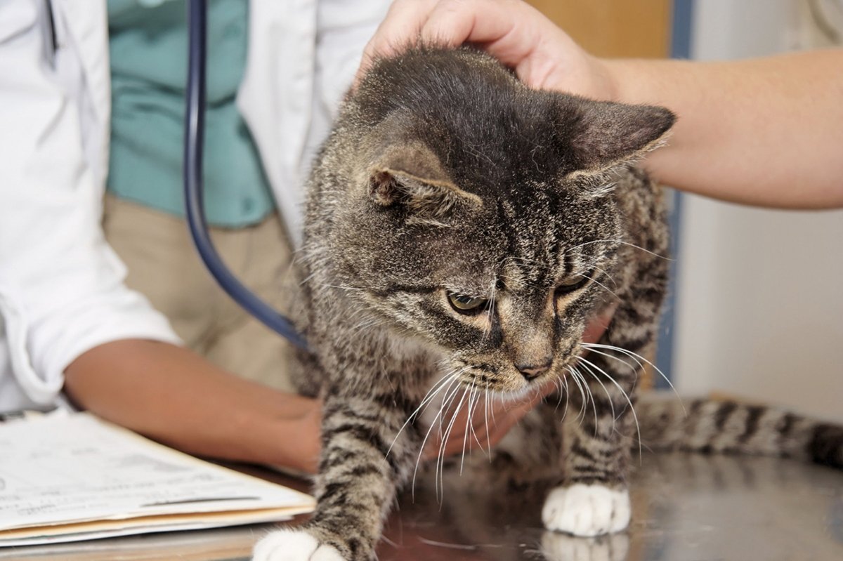 Лечение почечной недостаточности у кошек с помощью гомеопатии