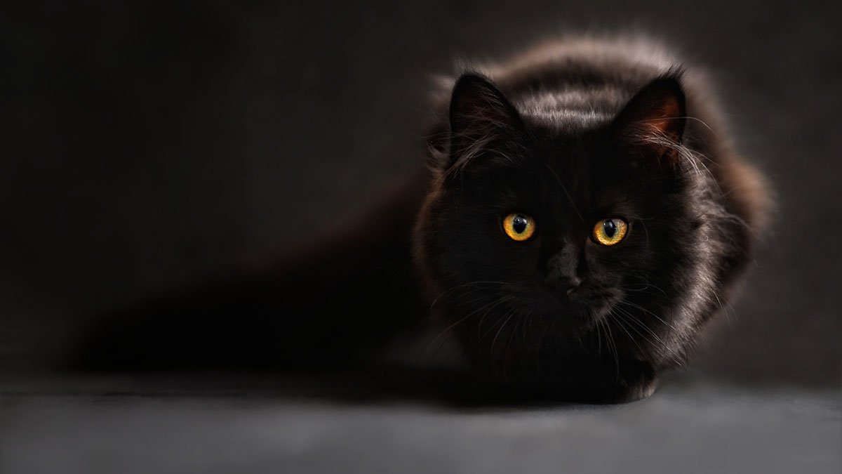 Черный кот Эдгара По