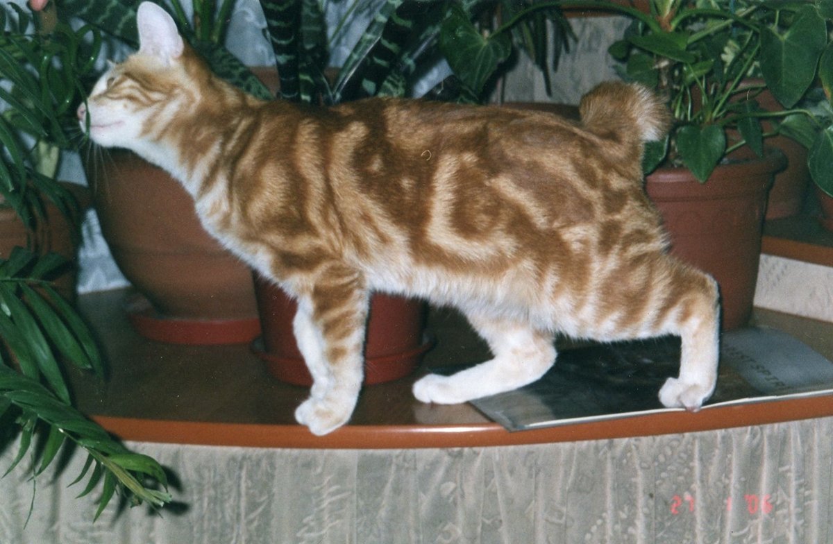 Кольцехвостая кошка – американский рингтейл