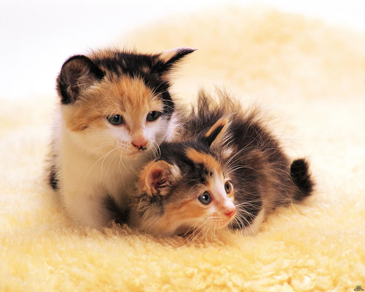 Могут ли кошки заразить глистами