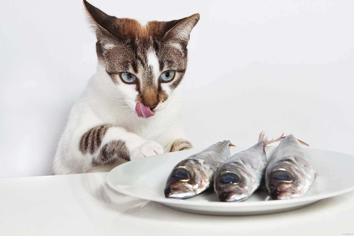 Можно ли кошке давать рыбу