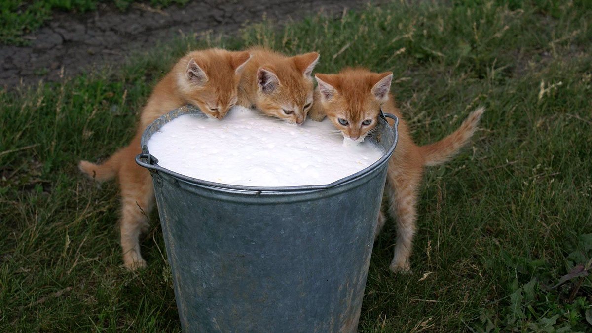 Можно ли давать кошке молоко