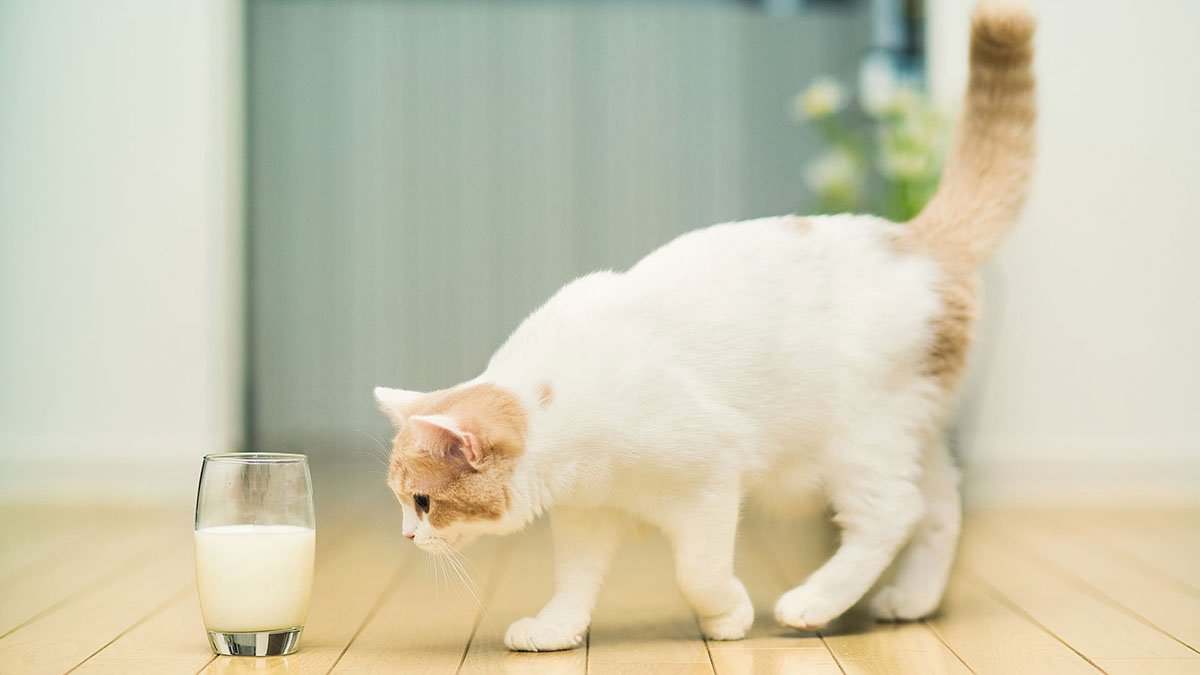 Можно ли давать кошке молоко