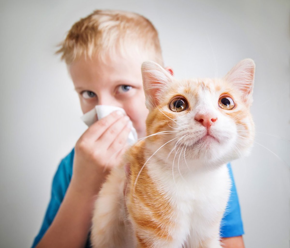 У ребенка аллергия на кошек