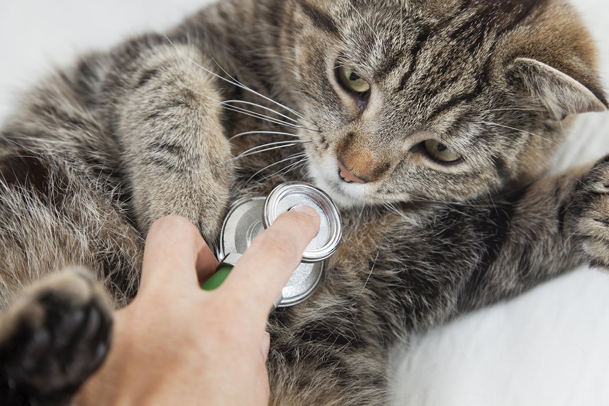 Какой у больной кошки пульс, температура и дыхание