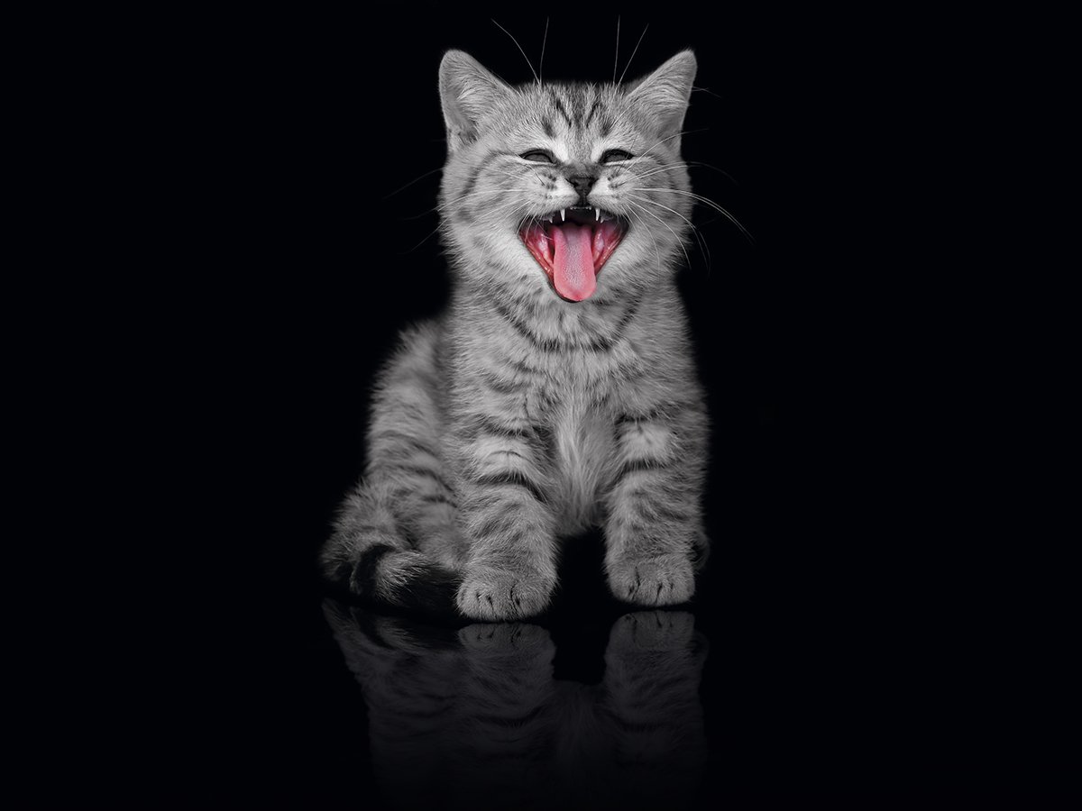 Язык звуков у кошек