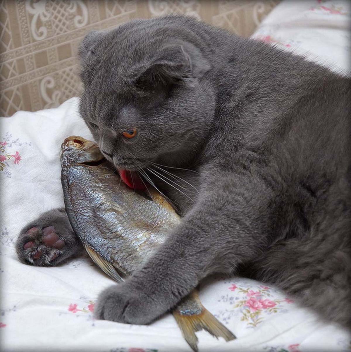 Можно ли кошке давать рыбу