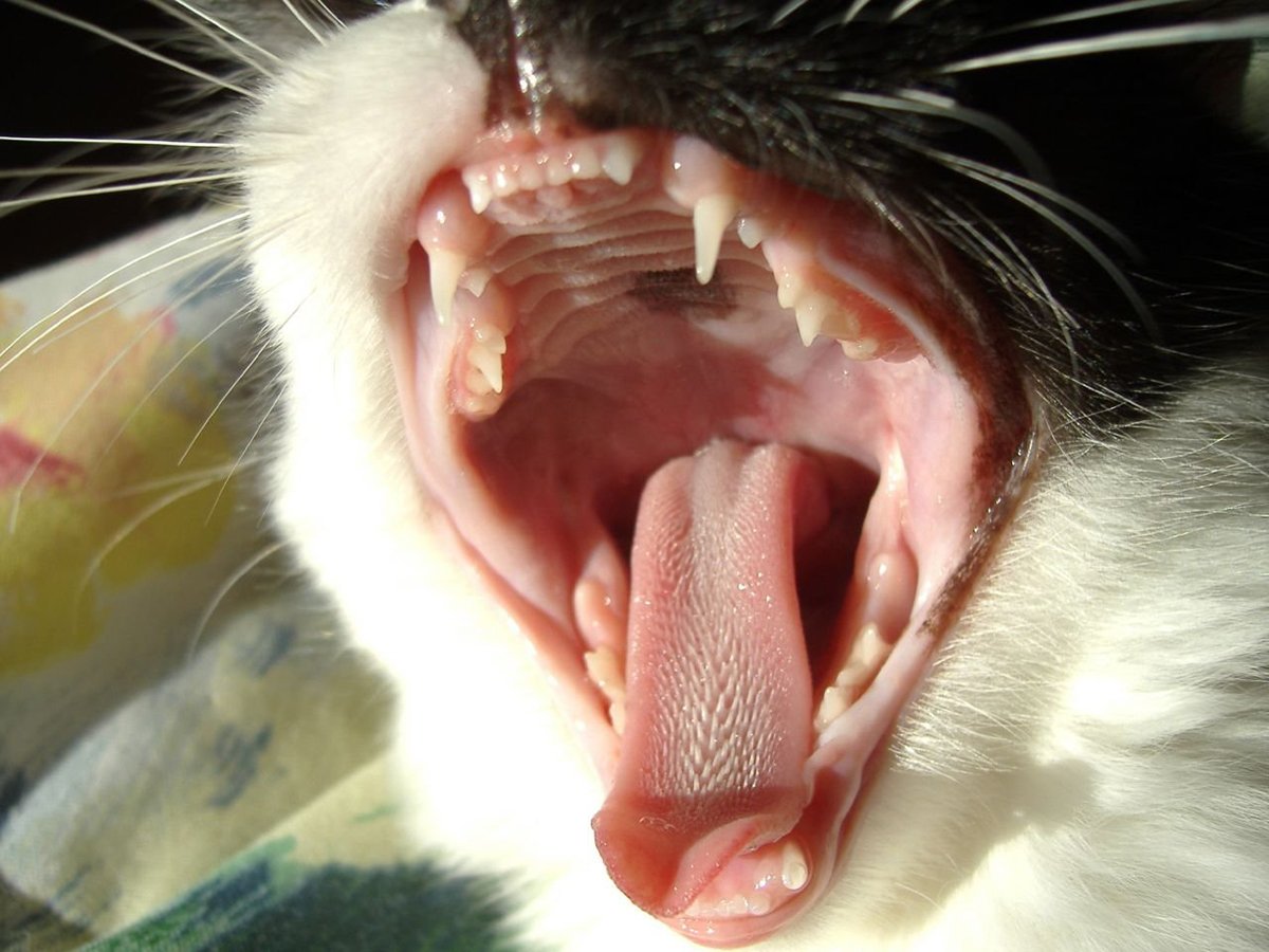 Лечение почечной недостаточности у кошек с помощью гомеопатии
