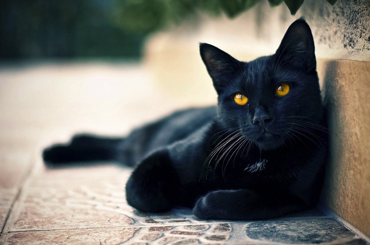 Черный кот Эдгара По