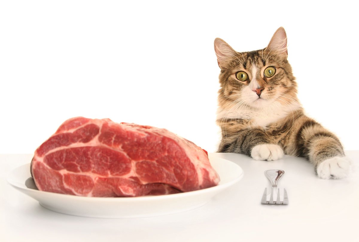 Какие продукты можно дать кошке со стола