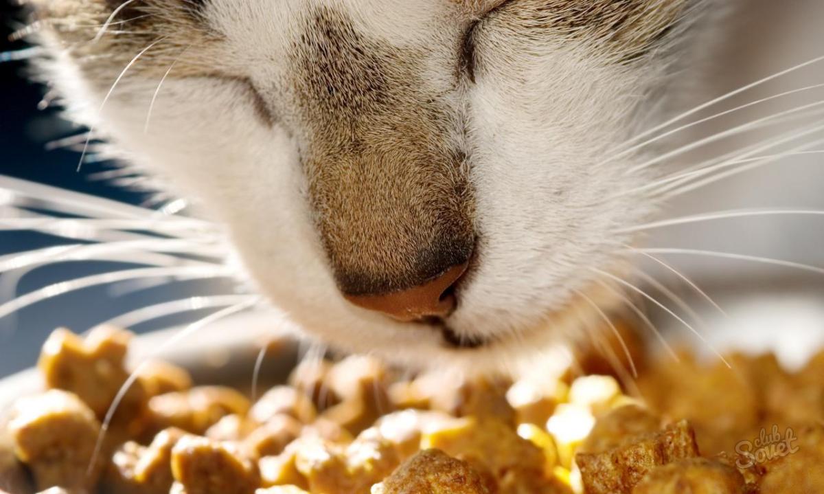 Краткое руководство по выбору корма для кошки
