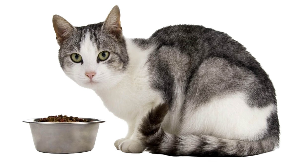 Краткое руководство по выбору корма для кошки