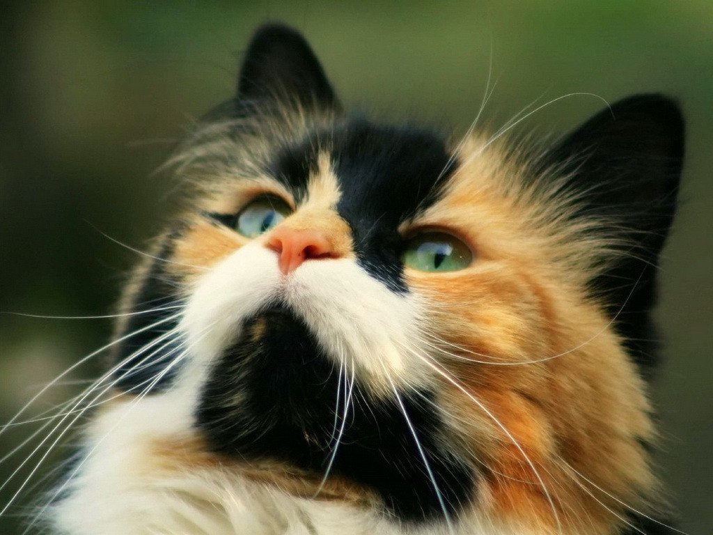 Петербуржцам раздадут трехцветных кошек, которые приносят счастье.