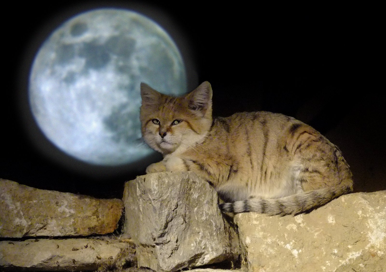 Только камеры ночного видения позволили ученым вновь обнаружить это таинственное животное. 
