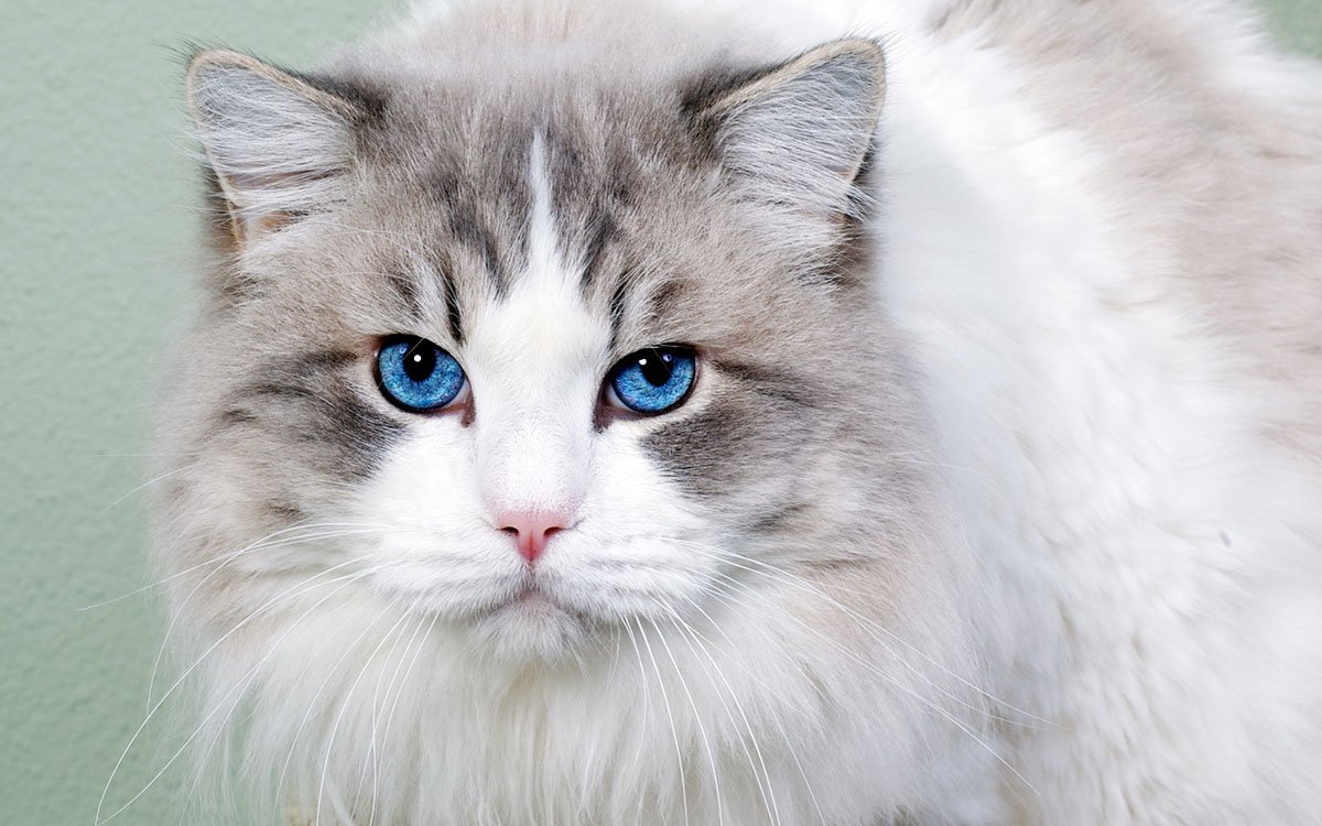 Голубоглазые кошки
