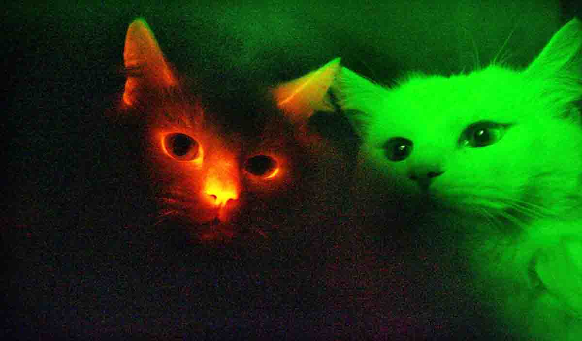 Светящиеся кошки
