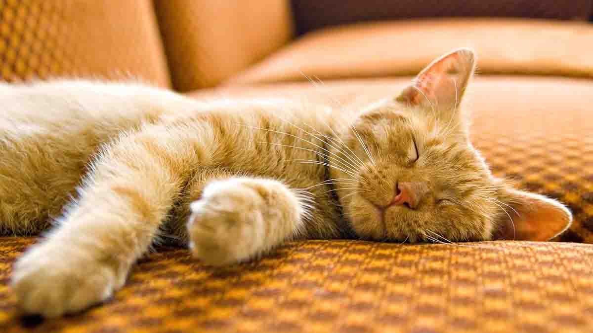 Что можно сказать о спящем коте