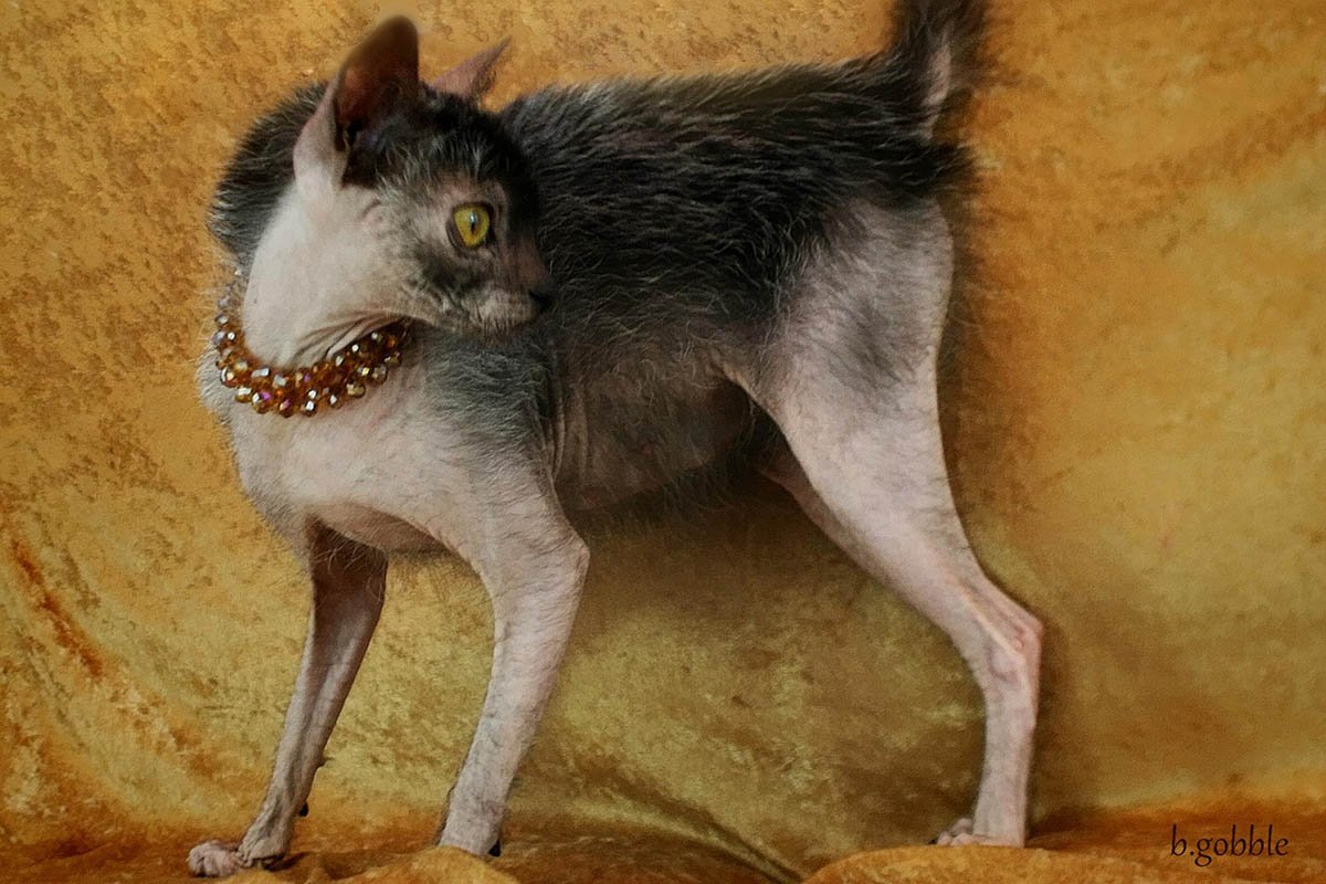 Лайкой – кошка-оборотень из фильма ужасов