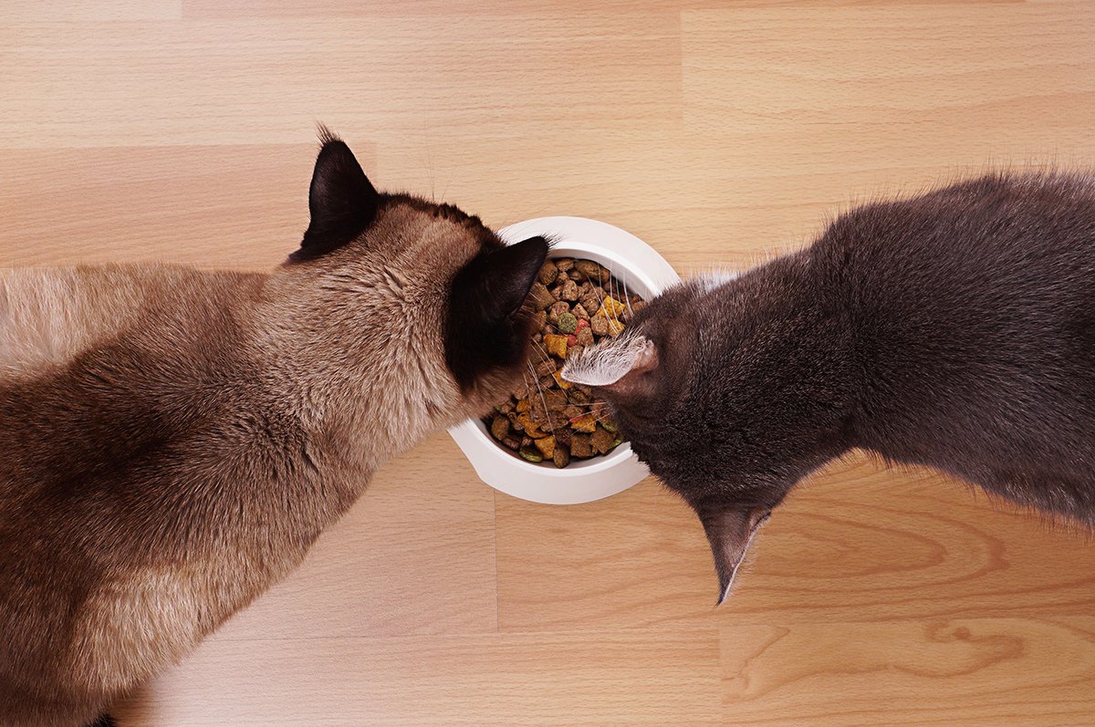 Чем вреден сухой корм для кошек