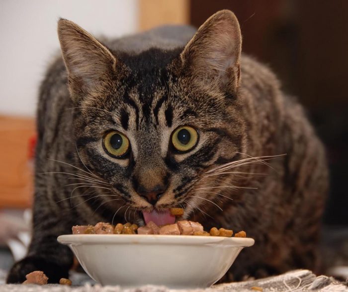 Победить акне у кошек можно с помощью хорошего питания. 