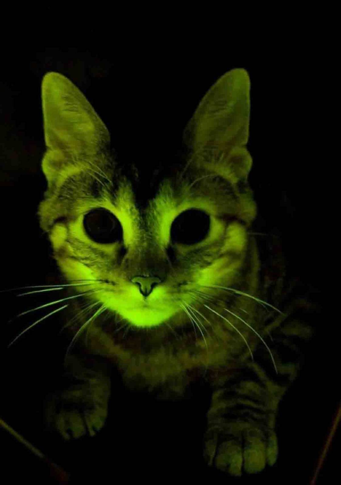 Светящиеся кошки