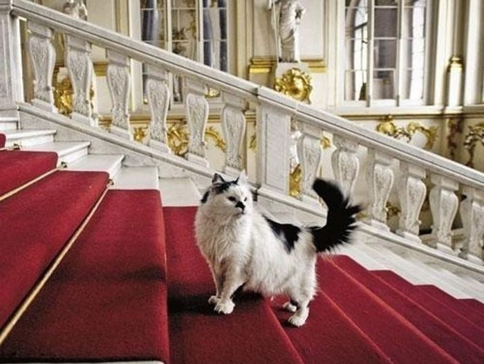 Со времен Елизаветы Петровны кошки стали неотъемлемой частью питерской дворцовой жизни.