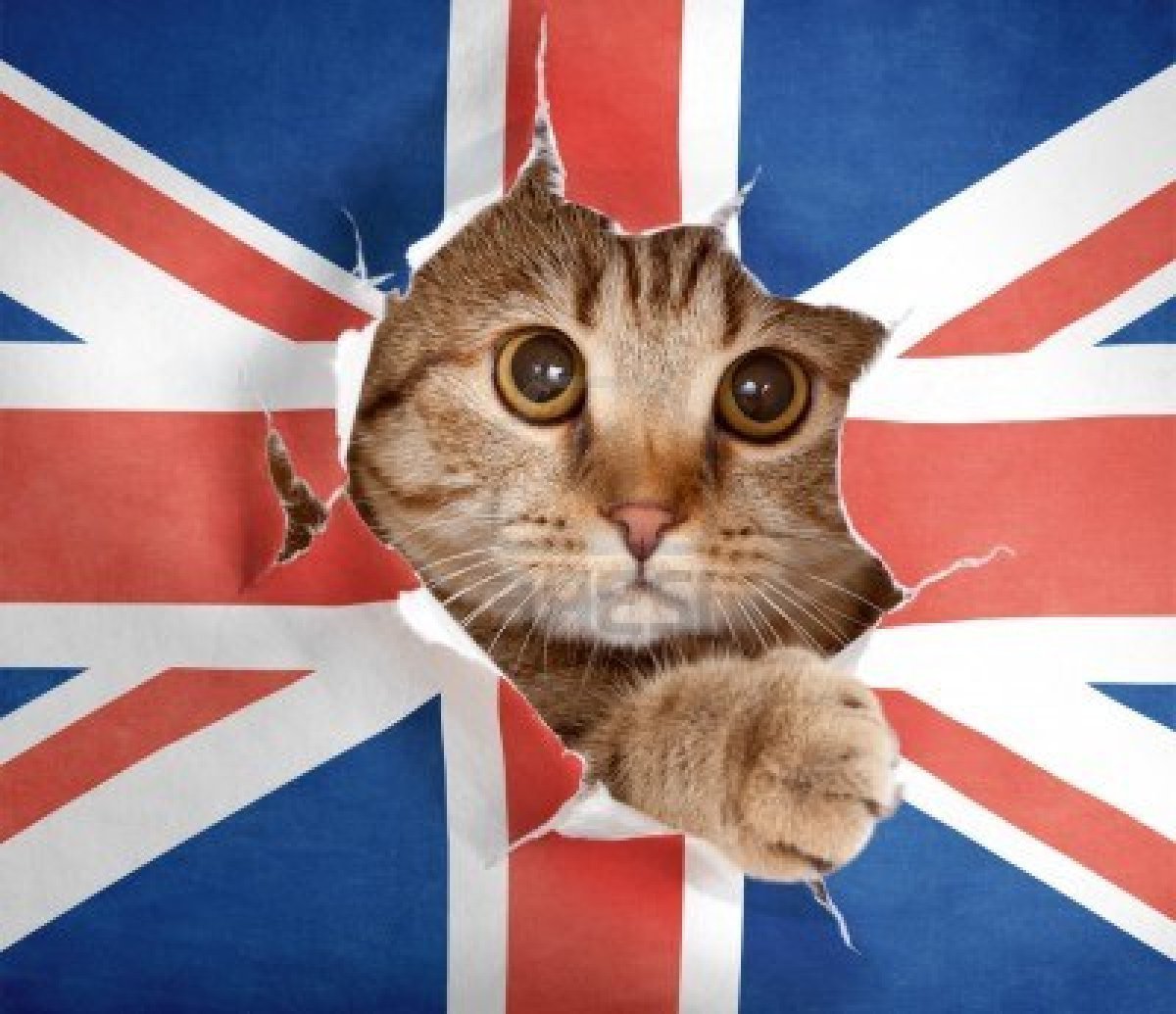 Включи английского кота. Английский флаг. Кот с флагом Англии. Котик с британским флагом. Британские коты флаг.