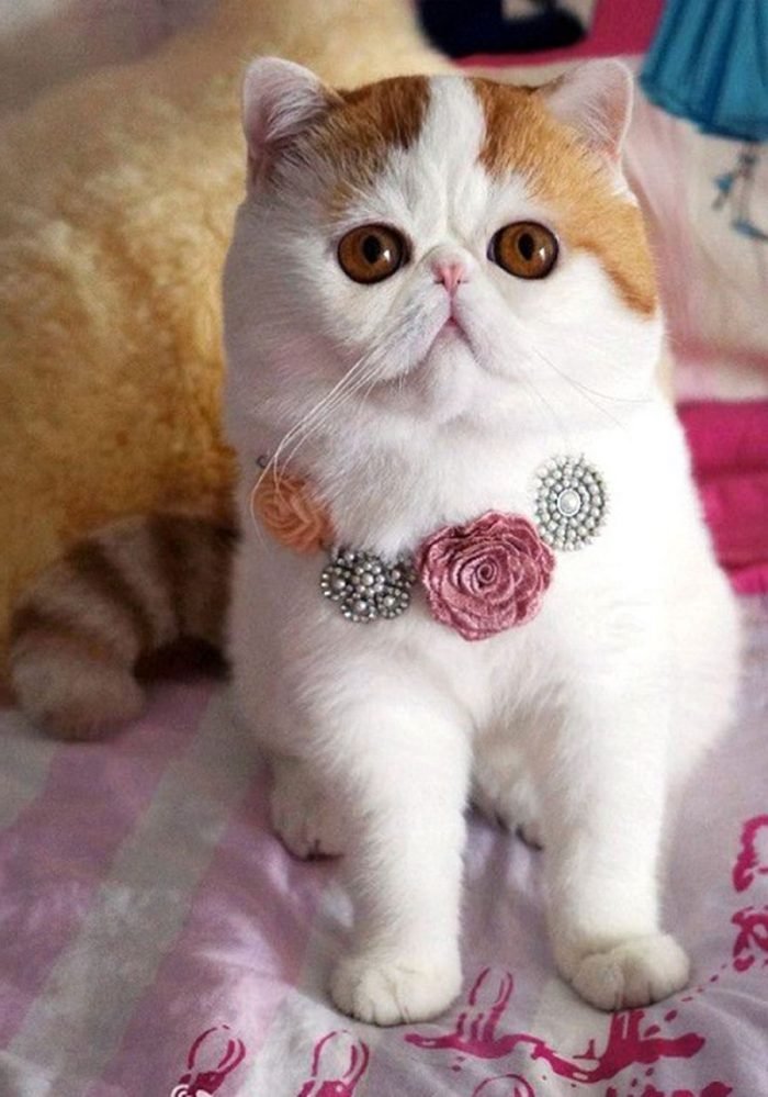 Японский кот Снупи – звезда интернета.