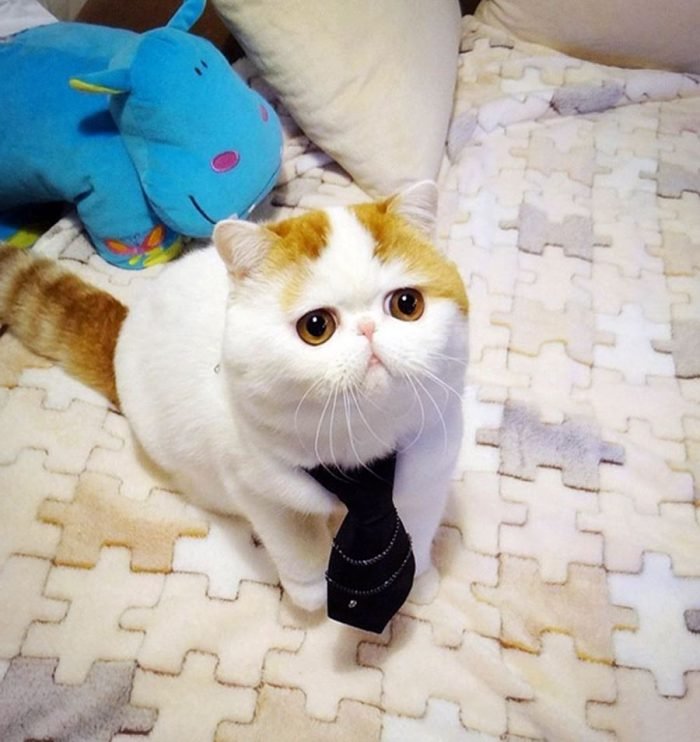 Японский кот Снупи в образе интеллигента.