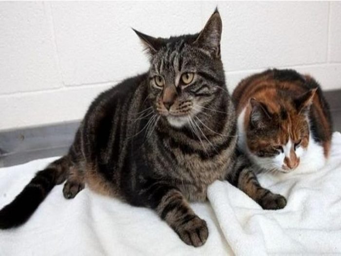 Две толстые кошки смогли прожить без еды целый месяц.