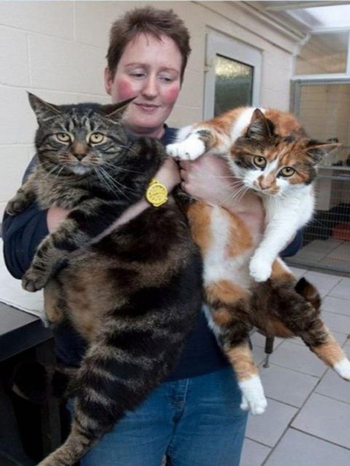 В приюте кошек окружили любовью и здоровой диетой.