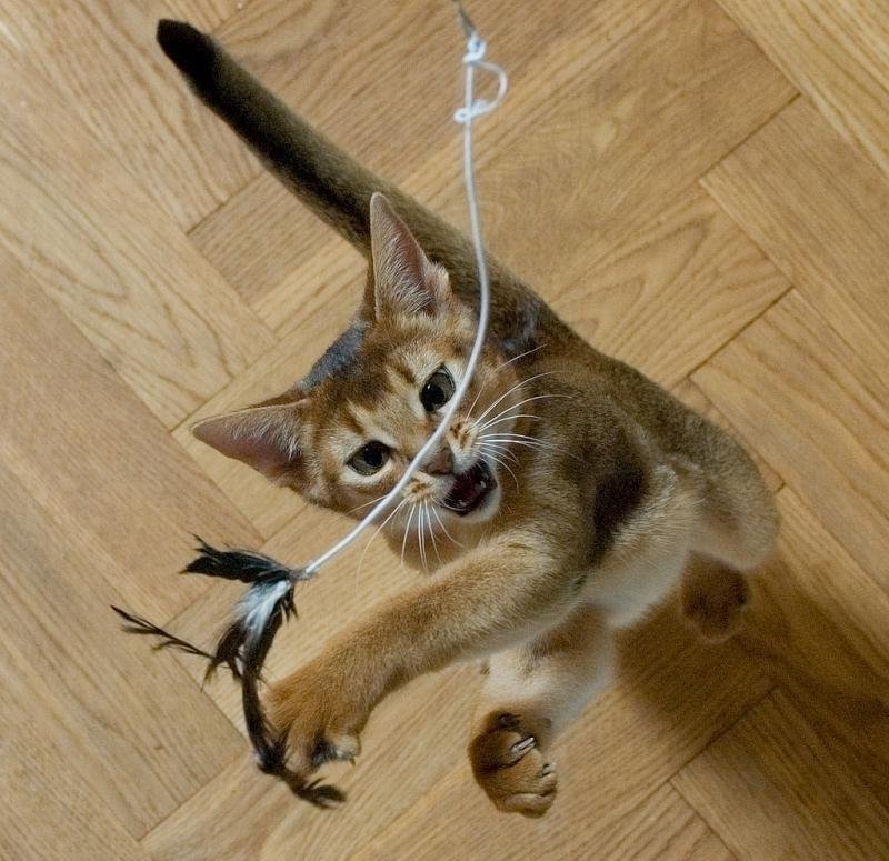 Кошачья рыбалка – один из вариантов игры с кошкой.