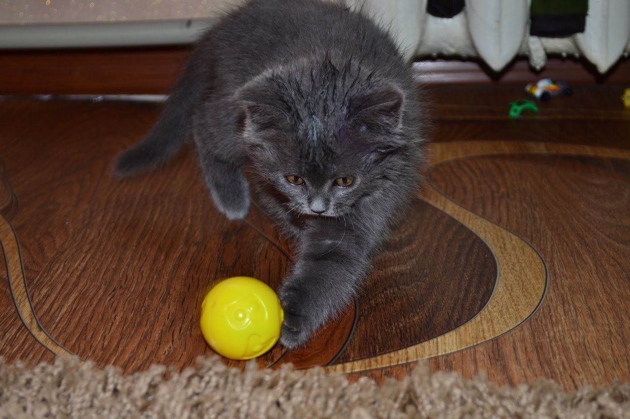 Для кошки шарики являются достойной имитацией добычи.
