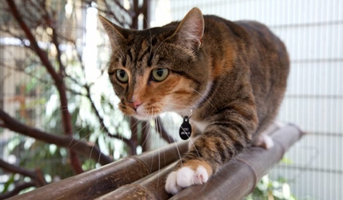 Кошки породы сафари очень активны и любят лазать по ветвям.