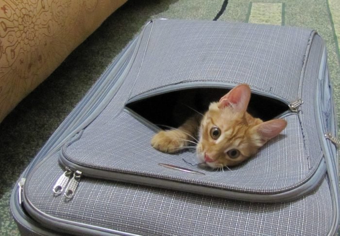 Вместе с багажом в самолеты иногда попадают и кошки.