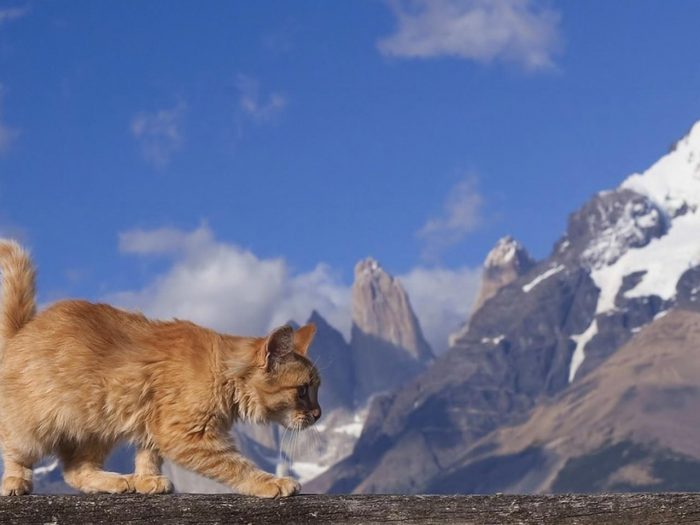 Горы не остановят кота-путешественника на его пути домой.