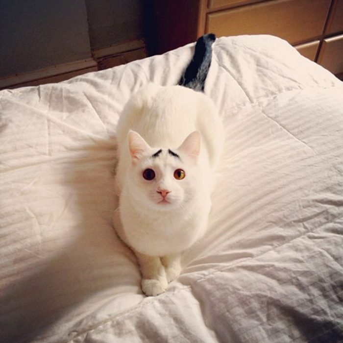 Коту с бровями, как и всем другим котам, нравится полежать на хозяйской кровати.